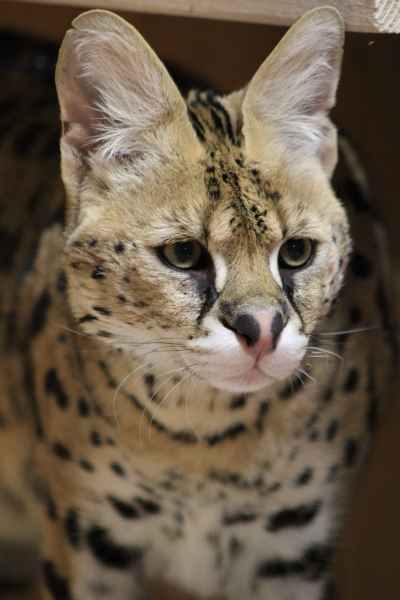 serval camping le chevalier beauce JPG
